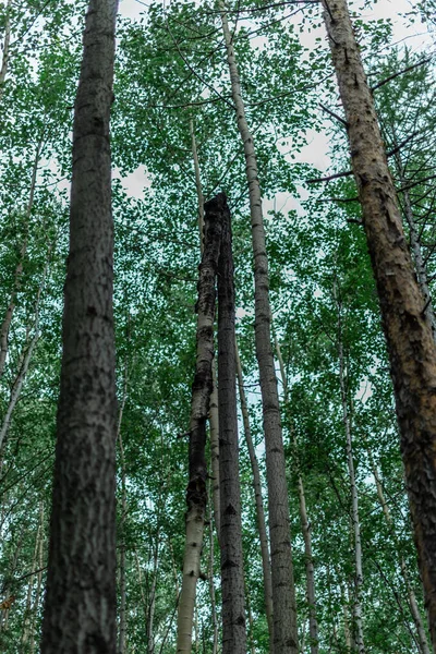 Kırık Huş Ağacı Diğer Ağaçların Arasında Yeşil Bir Ormanda Gökyüzünün — Stok fotoğraf