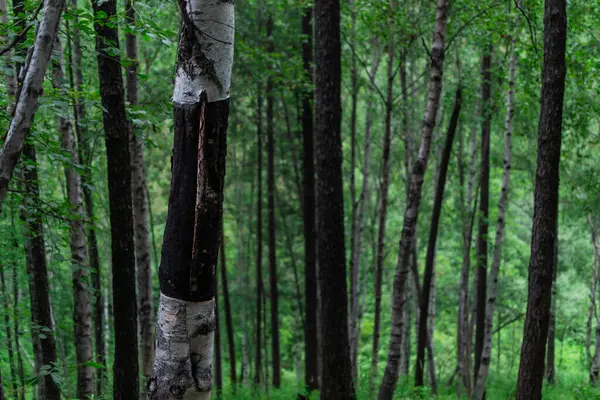 Muitos Troncos Árvore Vidoeiros Coníferas Luz Verde Floresta Siberiana — Fotografia de Stock