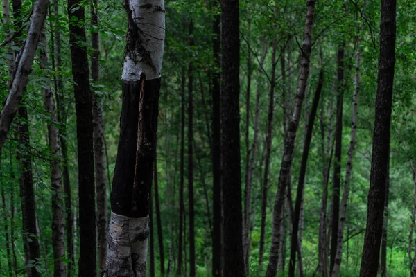 Muchos Troncos Árboles Abedules Coníferas Oscuras Verde Bosque Siberiano —  Fotos de Stock