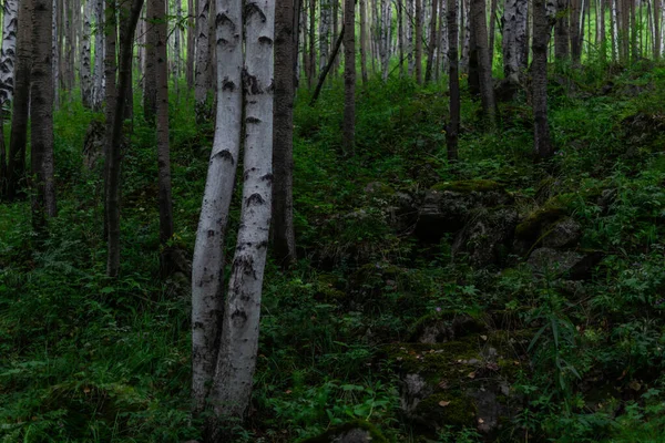 Huş Ağacı Ormanı Siyah Çizgili Desenli Yeşil Yapraklı Pek Çok — Stok fotoğraf