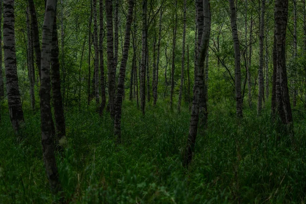 Birçok Ağaç Gövdesi Yüksek Çimenlerdeki Yeşil Sibirya Ormanında Huş Ağaçları — Stok fotoğraf