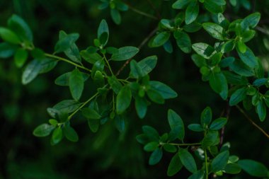 Bahçedeki bir bitkinin ince dallarında parlak yeşil yapraklar, desen