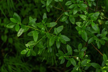 Parlak yeşil yapraklar ince dallar üzerinde güneş ışığı altında, desen