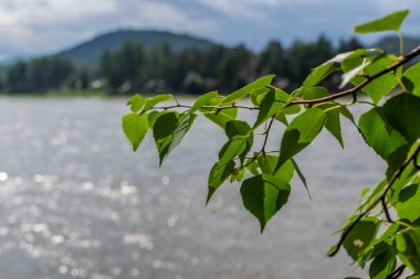 Parlak yeşil huş yaprakları dalda, nehir ormanı dağının arka planında yaz güneşinde, sahil şeridinde