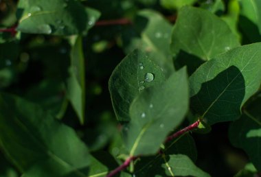 Yeşil yaprakların üzerine çiy damlaları düşer hanımeli çalıları sabah bahçede, snadows