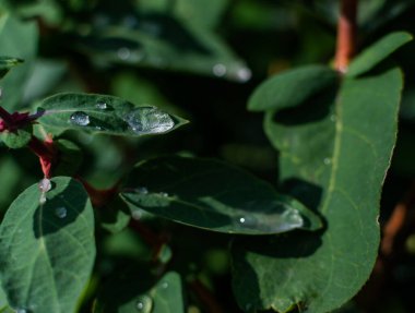 Su çiy damlaları yeşil yaprakların üzerine düşer hanımeli çalıları sabah bahçede dalları