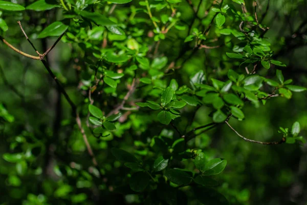 Bright Green Shiny Leaves Thin Twigs Plant Light Sun Pattern — Stock Photo, Image