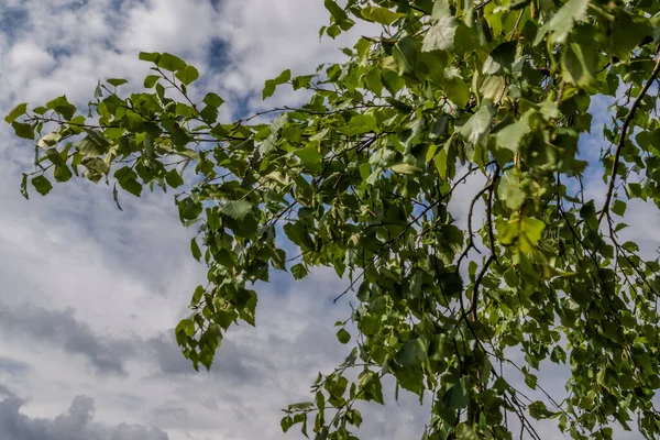 Hojas Abedul Verde Brillante Una Rama Contra Cielo Nublado Tarde — Foto de Stock