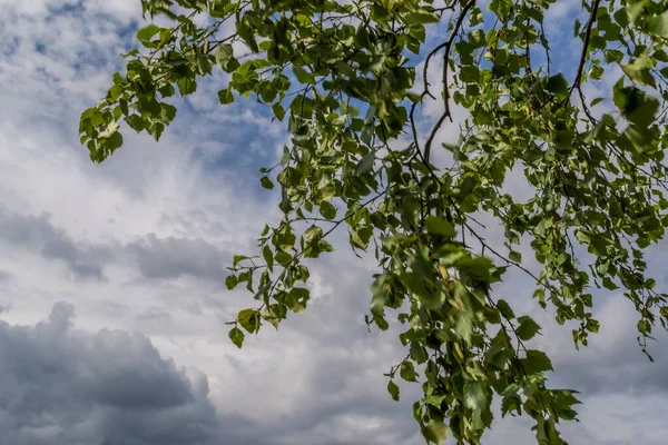 Hojas Abedul Verde Brillante Una Rama Contra Cielo Nublado Tarde — Foto de Stock