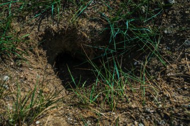 Küçük bir kemirgen yuvası, bozkır arazisinde yeşil çimenli, kumlu, güneşli, Baykal doğalı bir sincap.