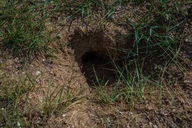 Küçük bir kemirgen yuvası, bozkırda yeşil çimenli bir sincap, Baykal doğası.