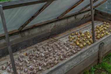 Sarımsak ve altın sarısı soğanlar seralarda ahşap tahtalarda kurutulur, hasat yapılır, çimen yapılır.