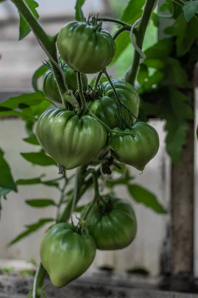 Zielone Niedojrzałe Duże Pomidory Rosną Gałęziach Wśród Liści Szklarni Zbiory — Zdjęcie stockowe