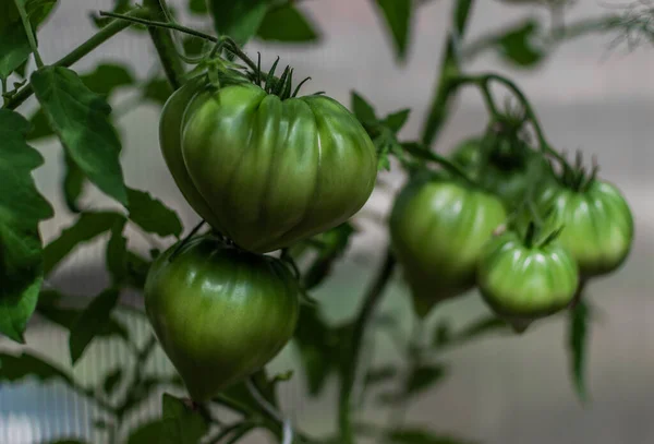 Zielone Niedojrzałe Duże Pomidory Rosną Gałęziach Wśród Liści Szklarni Zbiory — Zdjęcie stockowe