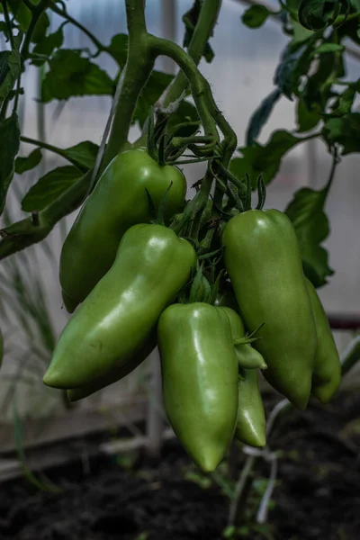 Zielone Niedojrzałe Długie Pomidory Rosną Gałęziach Wśród Liści Szklarni Zbiory — Zdjęcie stockowe