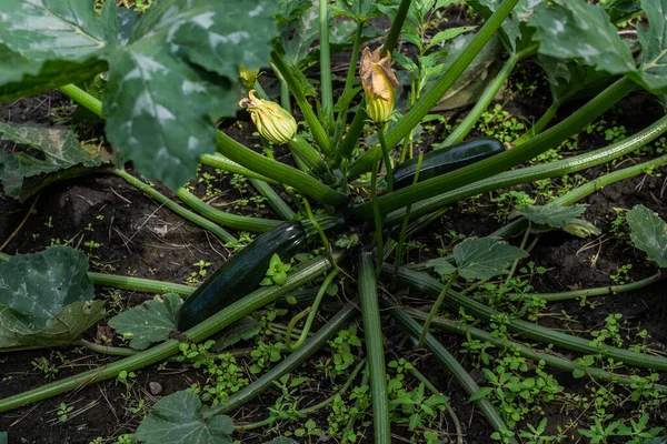 Grüner Zucchinistrauch Mit Großen Blättern Und Gelben Blüten Den Bodenbeeten — Stockfoto