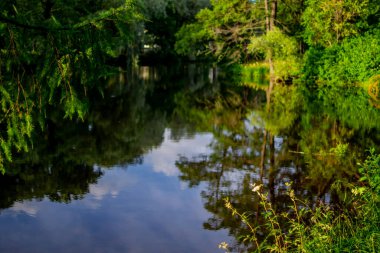Yeşil ağaçlar gölette ve mavi gökyüzünde parktaki bulutlarda parlak güneş, yaz masmavi gökyüzü ve orman ışığında yankılanır.