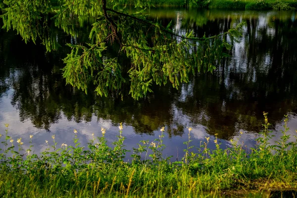 Branche Conifères Près Étang Avec Reflet Des Arbres Verts Dans — Photo