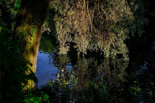 Grand Tronc Arbre Avec Des Branches Feuilles Reflète Dans Eau — Photo