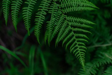 Yeşil eğreltiotu yaprağı, Sibirya 'nın karanlık ormanında sık otlar.