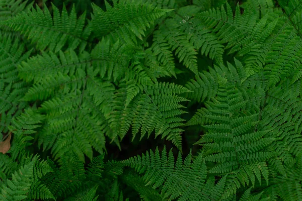 Natural Environment Pattern Fern Leaves Dense Light Green Grass Siberia — Stock Photo, Image