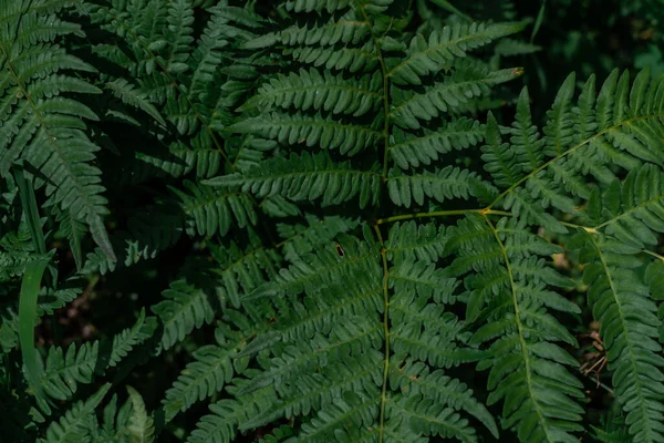 Densas Folhas Samambaia Grama Verde Floresta Sibéria Luz Sol — Fotografia de Stock