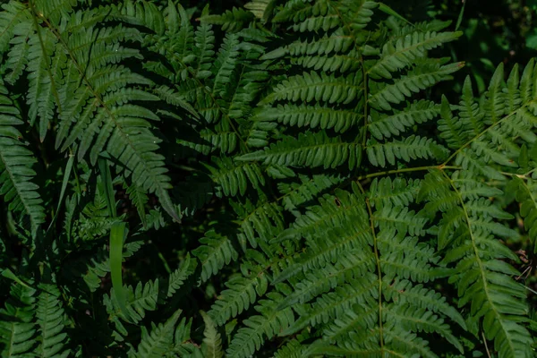 Πυκνό Πράσινο Γρασίδι Φτέρη Φύλλα Στο Δάσος Siberia Στο Φως — Φωτογραφία Αρχείου