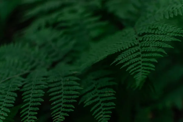 Baixa Chave Densa Folha Samambaia Grama Verde Jardim — Fotografia de Stock