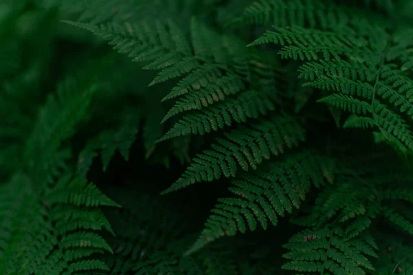 Folhas Samambaia Verde Low Key Grama Escura Densa Floresta Sibéria — Fotografia de Stock