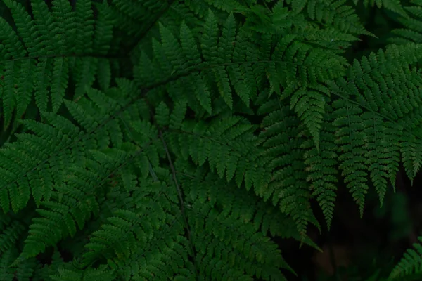Naturalny Wzór Środowiska Listowia Paproci Gęsta Zielona Trawa Lesie Syberyjskim — Zdjęcie stockowe
