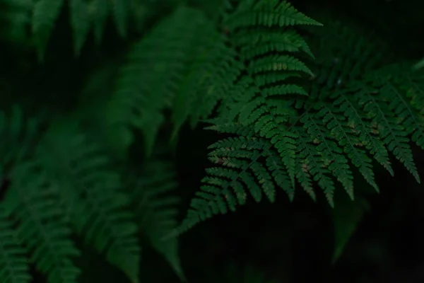 Padrão Ambiente Natural Folhas Samambaia Grama Verde Densa Floresta Sibéria — Fotografia de Stock