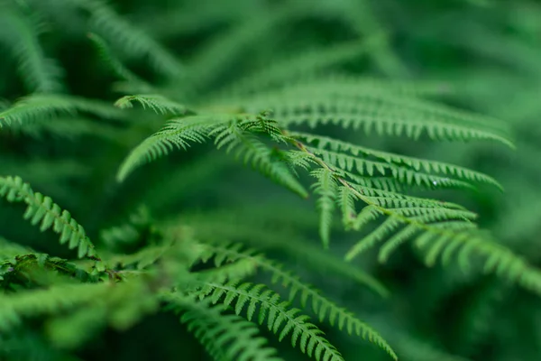정원에 초롱의 초록빛 — 스톡 사진