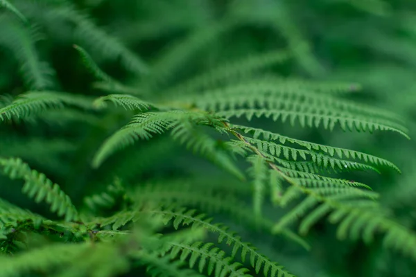 Densa Grama Verde Luz Samambaia Folhas Floresta Sibéria — Fotografia de Stock