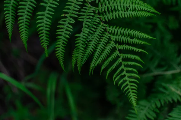 Yeşil eğreltiotu yaprağı, Sibirya 'nın karanlık ormanında sık otlar.