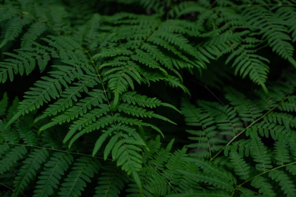 Zielone Liście Paproci Lesie Syberyjskim Niskiej Gęstości — Zdjęcie stockowe
