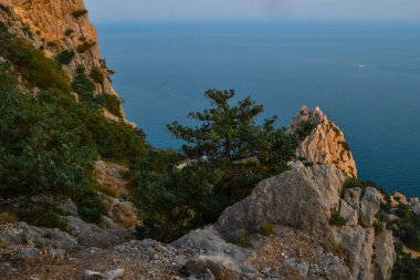 Kozalaklı yeşil ağaçlar ve çalılar, Karadeniz kıyılarındaki keskin kayalar ve günbatımının sıcak turuncu ışığında büyük taşlar arasında yetişir. Kırım