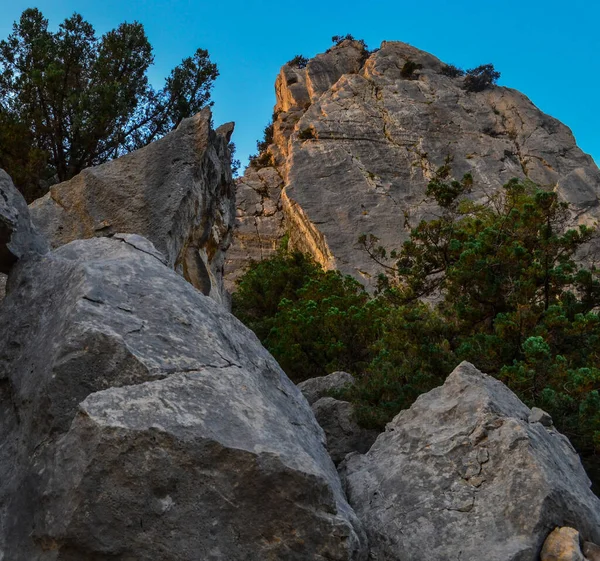 Les Conifères Les Arbres Verts Les Buissons Poussent Dans Les — Photo