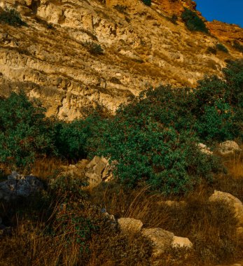 Yazın gün batımında Karadeniz kıyısında yeşil çalıları olan kahverengi kumlu Fiolent uçurumları. Mavi gökyüzü. Kırım
