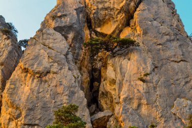 Küçük kozalaklı eğri yeşil ağaç, büyük dik uçurumda büyür. Gün batımının sıcak turuncu ışığında yarık oluşturur. Kırım doğası, mavi gökyüzü. Alt görünüm. 