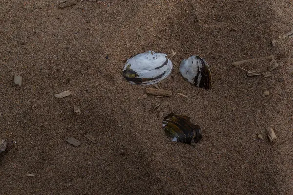 小さな川の貝殻は海岸の砂の上にあり — ストック写真
