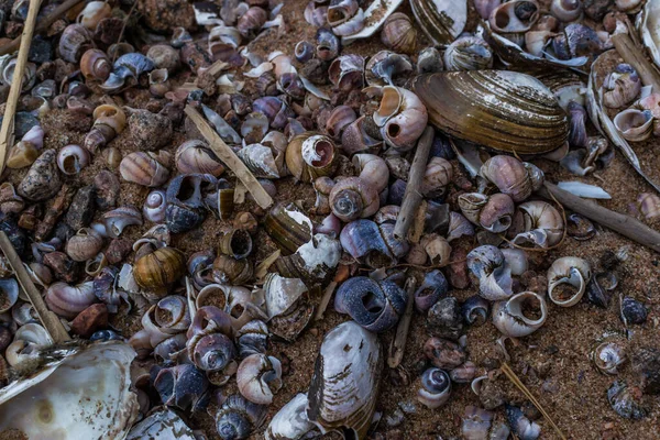 バルト海沿岸の砂の中に多くの小さな多色の青ピンク紫色の川の貝殻や小石がありますパターン — ストック写真