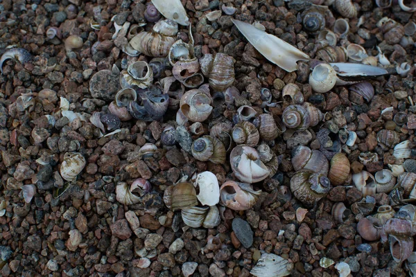 Many Small Seashells Blue Pink Purple Colors Pebbles Lie Sand — Stock Photo, Image