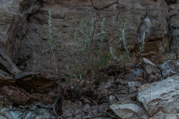 Grama Verde Cresce Pedra Áspera Luz Rocha Texturizada Penhasco Marrom — Fotografia de Stock