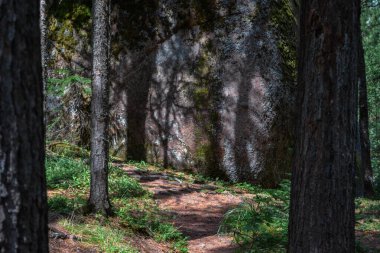 Büyük geometrik kaya gölgeli güneş ışığında yeşil sarı yosun ile kaplanmış ağaç gövdeleri arasında büyük bir uçurum. Krasnoyarsk sütunları, Sibirya 'daki doğa parkı.