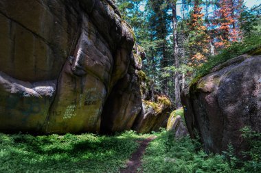 Ormanda, üzerinde açık yeşil yosun bulunan kayaların arasında gölgeli güneş ışığı, uçurum. Krasnoyarsk sütunları, Sibirya 'daki doğa parkı.
