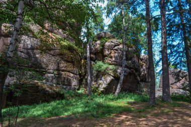 Büyük geometrik taşlı kırmızı kayalar açık yeşil yosunlarla kaplanmış. Gölgeli güneş ışığı, ağaç gövdeleri arasındaki uçurum ormanı. Krasnoyarsk sütunları, Sibirya 'daki doğa parkı.