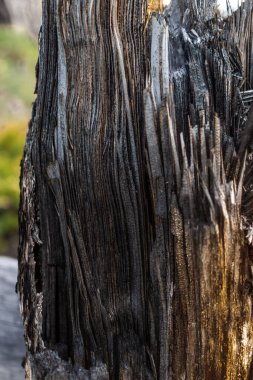 Fibröz parçalanmış ağaç gövdesi.