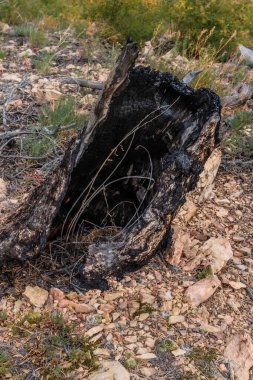 Ağaç kabuğunun dokusuyla kurumuş siyah ağaç gövdesi, Baykal ormanındaki yeşil çimlerin arasında kurum içinde alevler içinde yanıp kül olmuş.