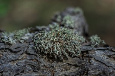 Kabartmalı gri bir ağaç kabuğunda kabarık yeşil liken, yakın plan.