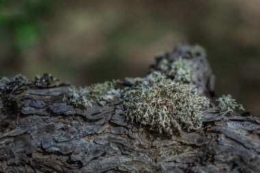 Kabartmalı gri kozalaklı ağaç kabuğunda kabarık yeşil liken, yakın plan.